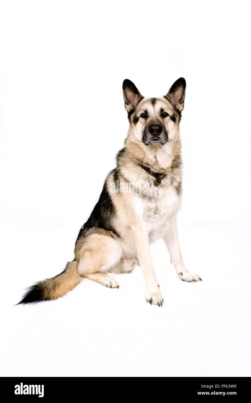 Wolf Dog Stock Photo