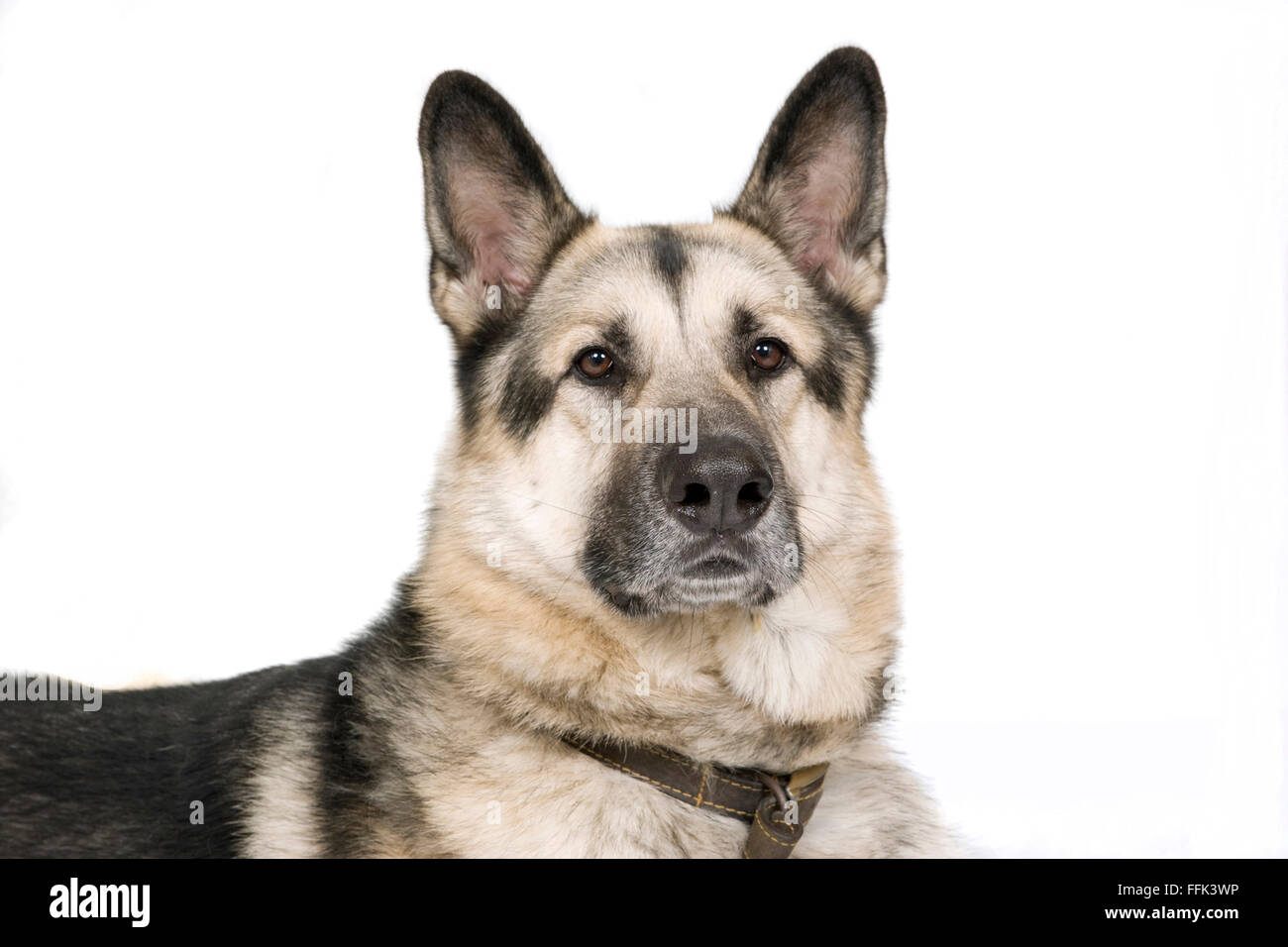 Wolf Dog Stock Photo