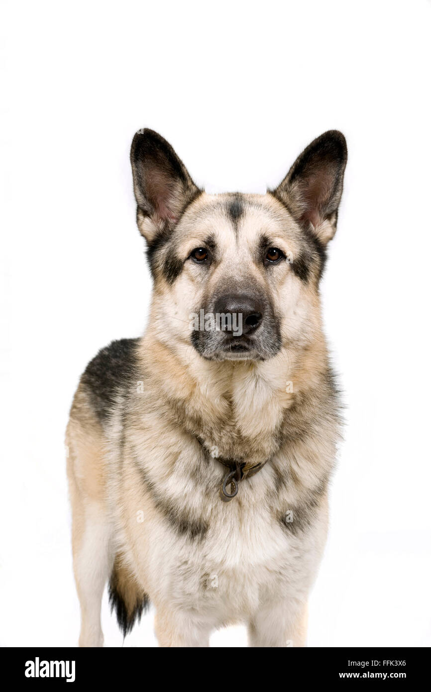 Wolf dog Stock Photo