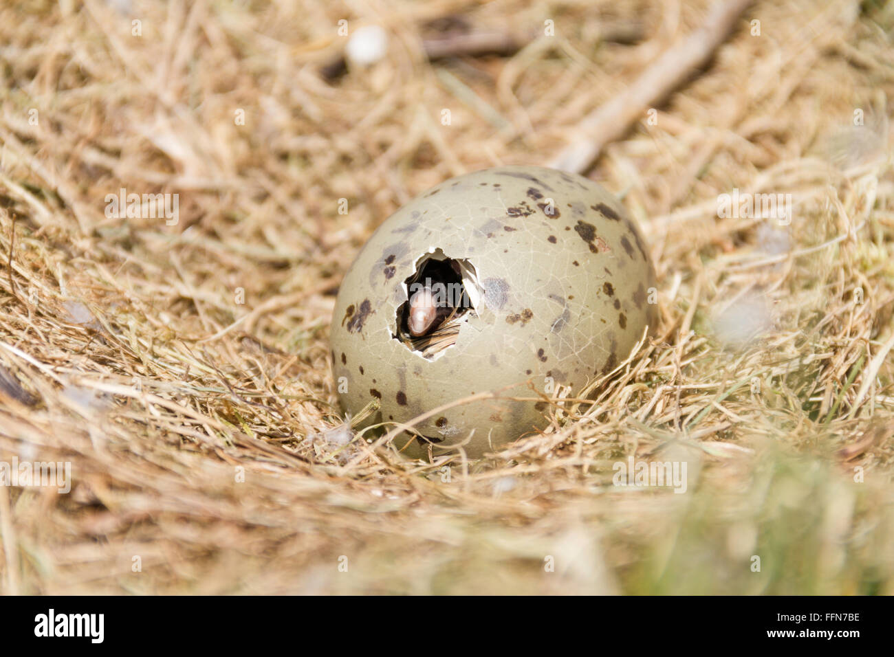 Hatching chick, new life for a gull chick Stock Photo