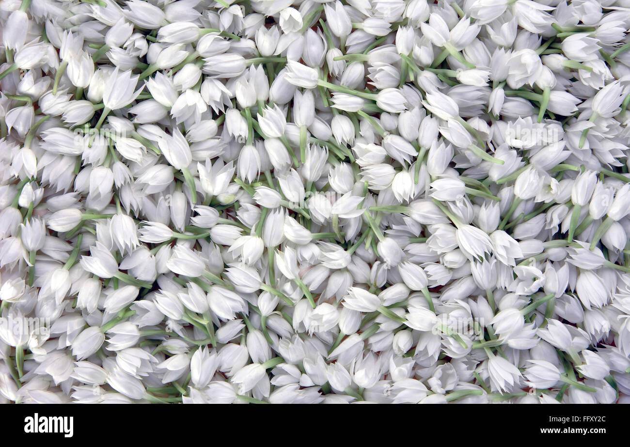 Jasmine sambak flowers mogra Stock Photo - Alamy