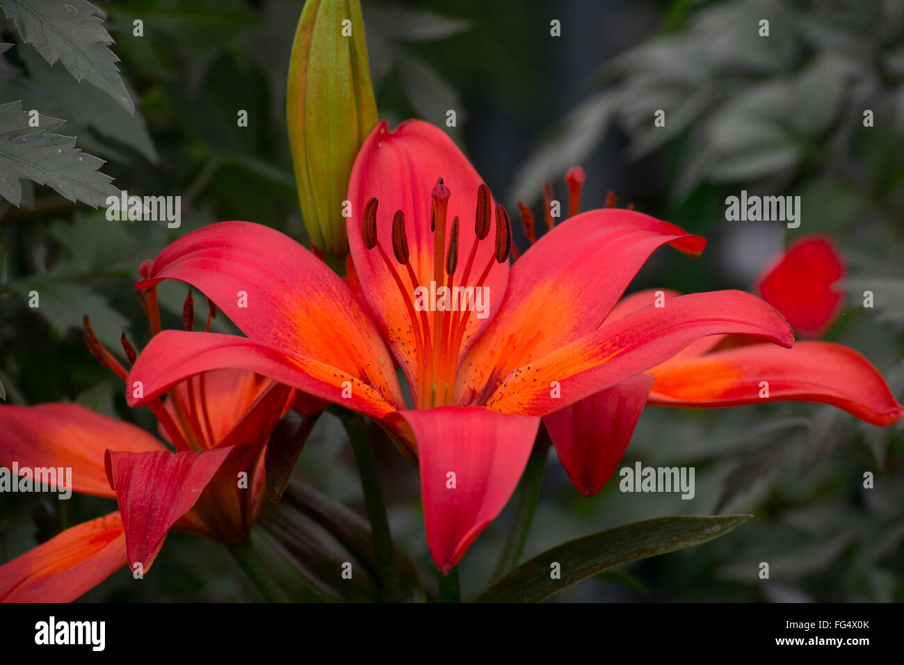 Flame-red lily Stock Photo