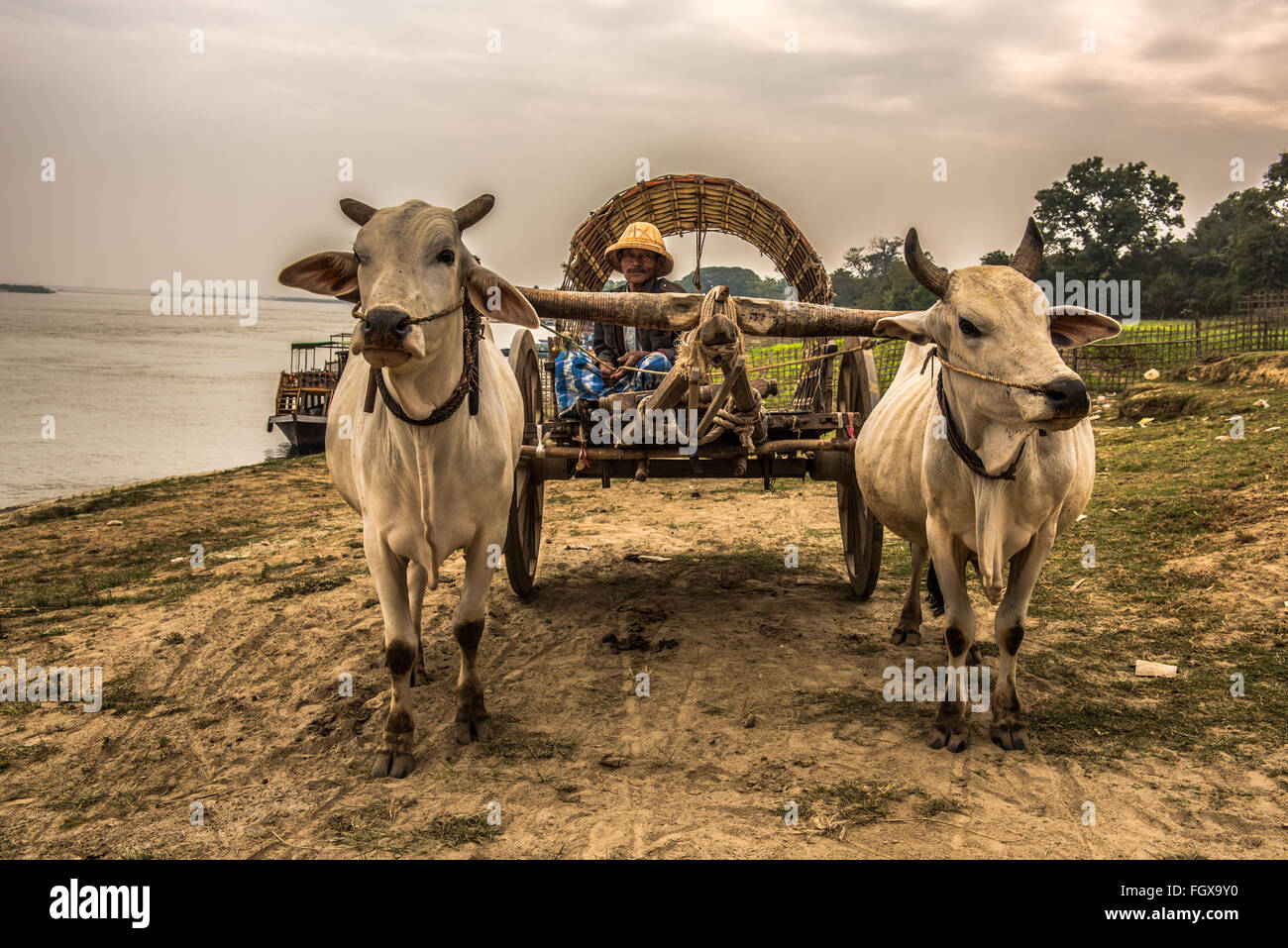 Old burmese farmer riding an ox cart along the Irrawaddy River Stock Photo