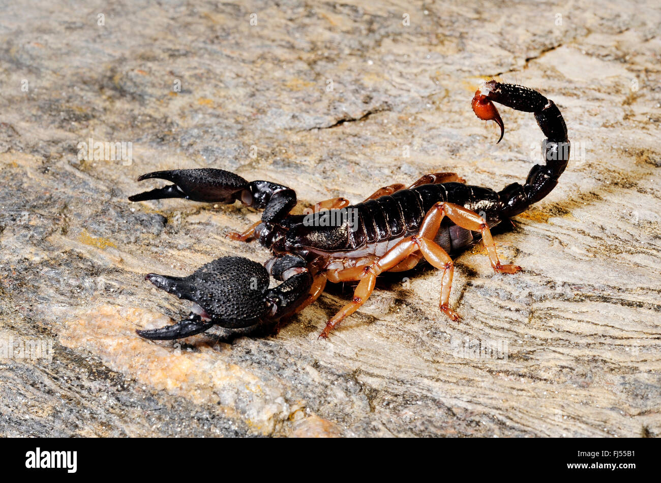 Asean scorpion (Heterometrus mysorensis), in defence posture Stock Photo