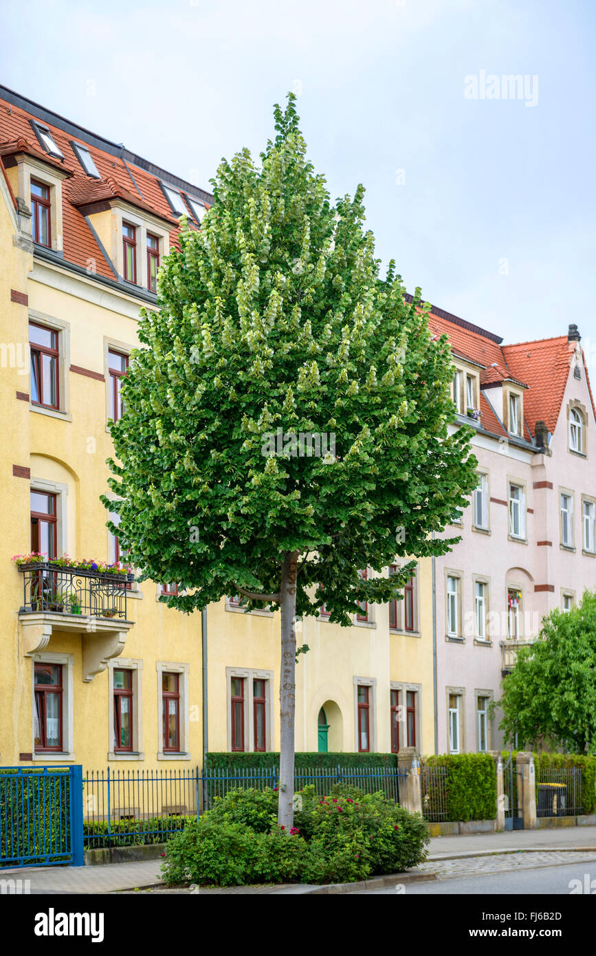 silver linden (Tilia tomentosa 'Brabant', Tilia tomentosa Brabant), cultivar Brabant in a street, Germany, Saxony, Dresden Stock Photo