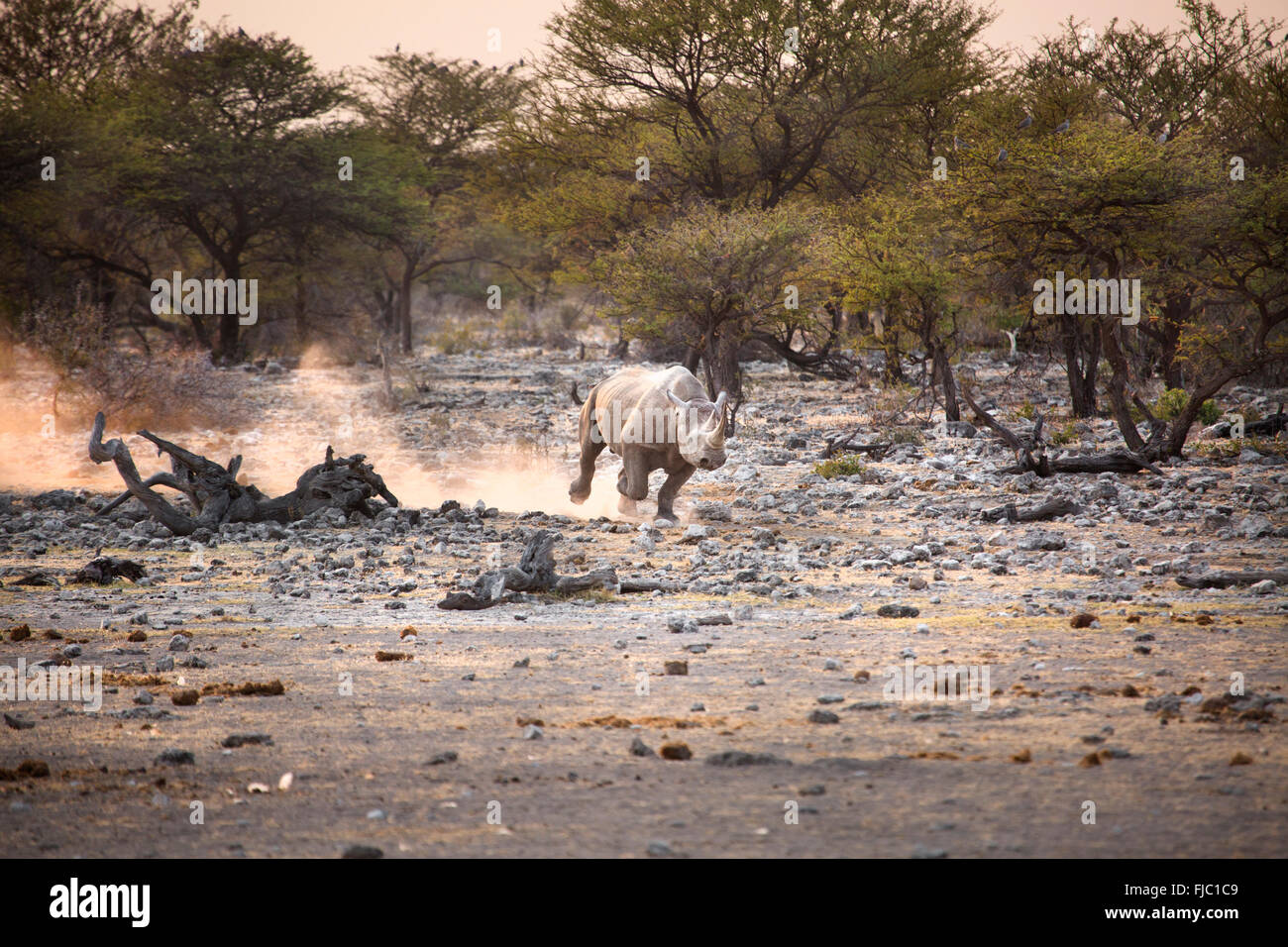 Black Rhino at sunrise Stock Photo