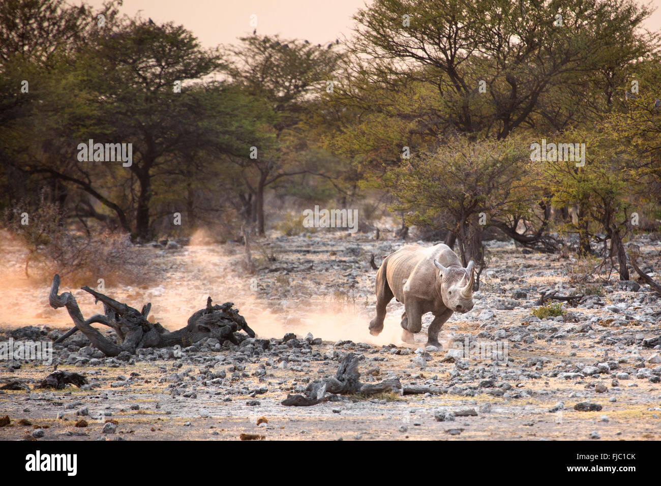 Black Rhino at sunrise Stock Photo