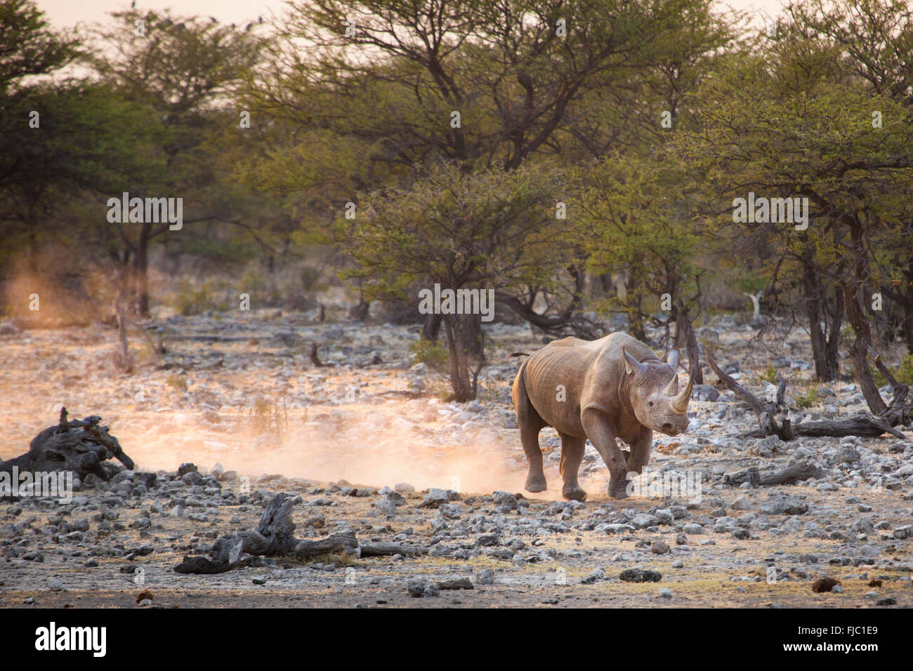 Black Rhino at sunrise Stock Photo