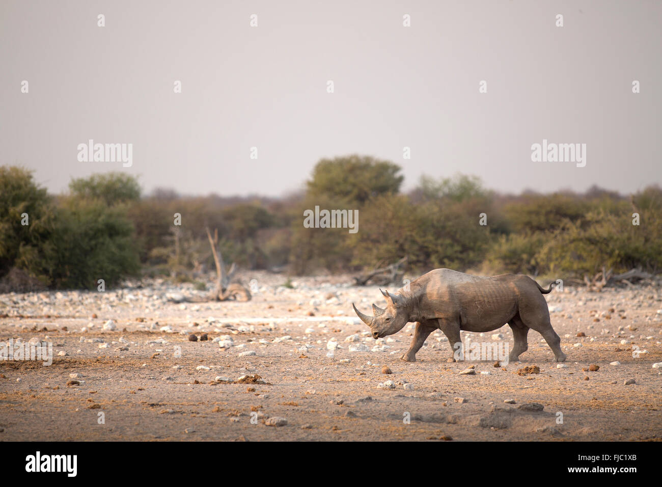 Black Rhino at sunrise Stock Photo