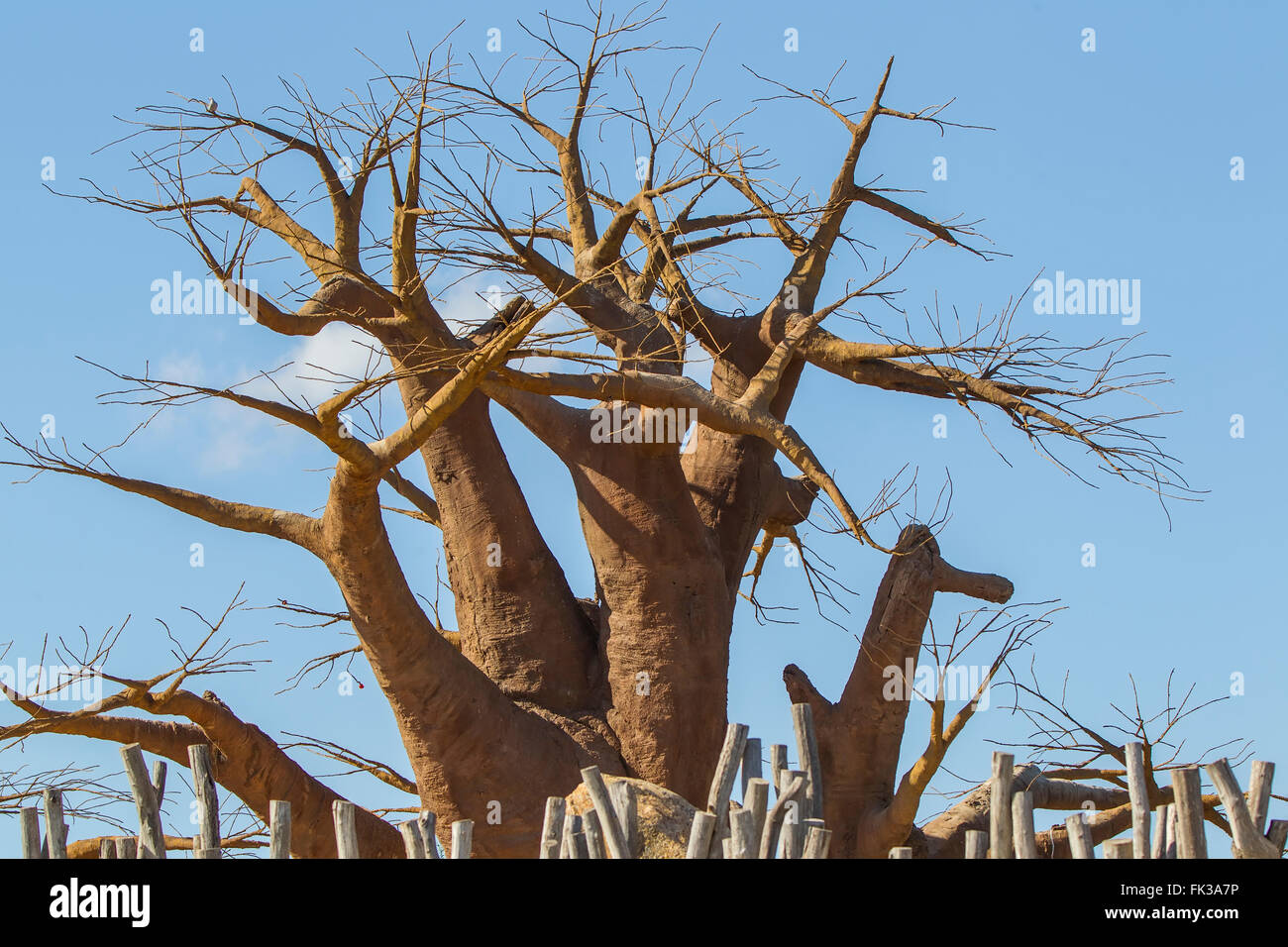 Baobab tree, boab boaboa “upside-down tree”  West Africa Stock Photo