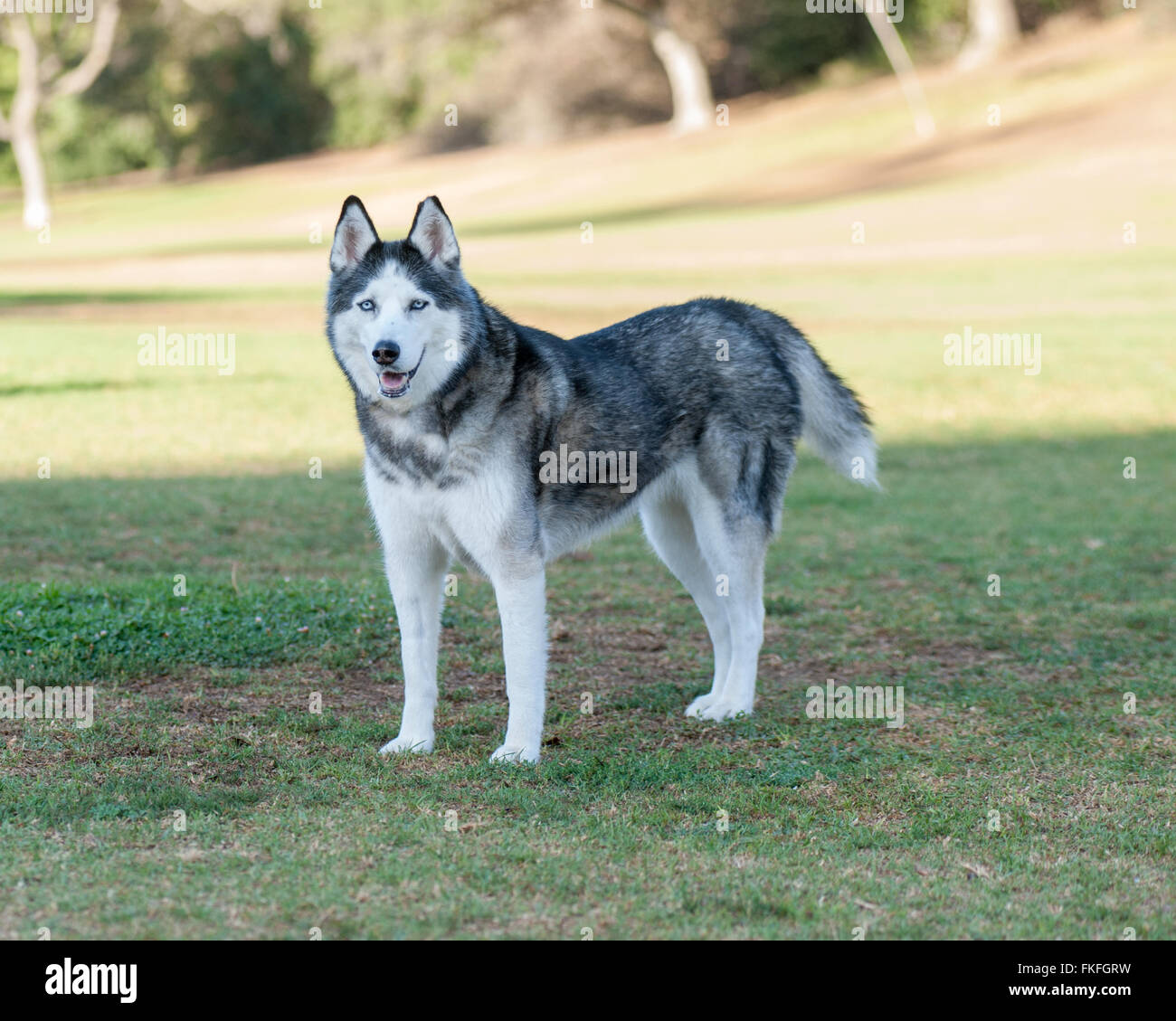 Black and white Siberian Husky standing on the standing Stock Photo