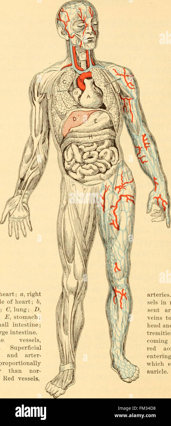 Anatomy, physiology and hygiene for high schools (1900 Stock Photo - Alamy