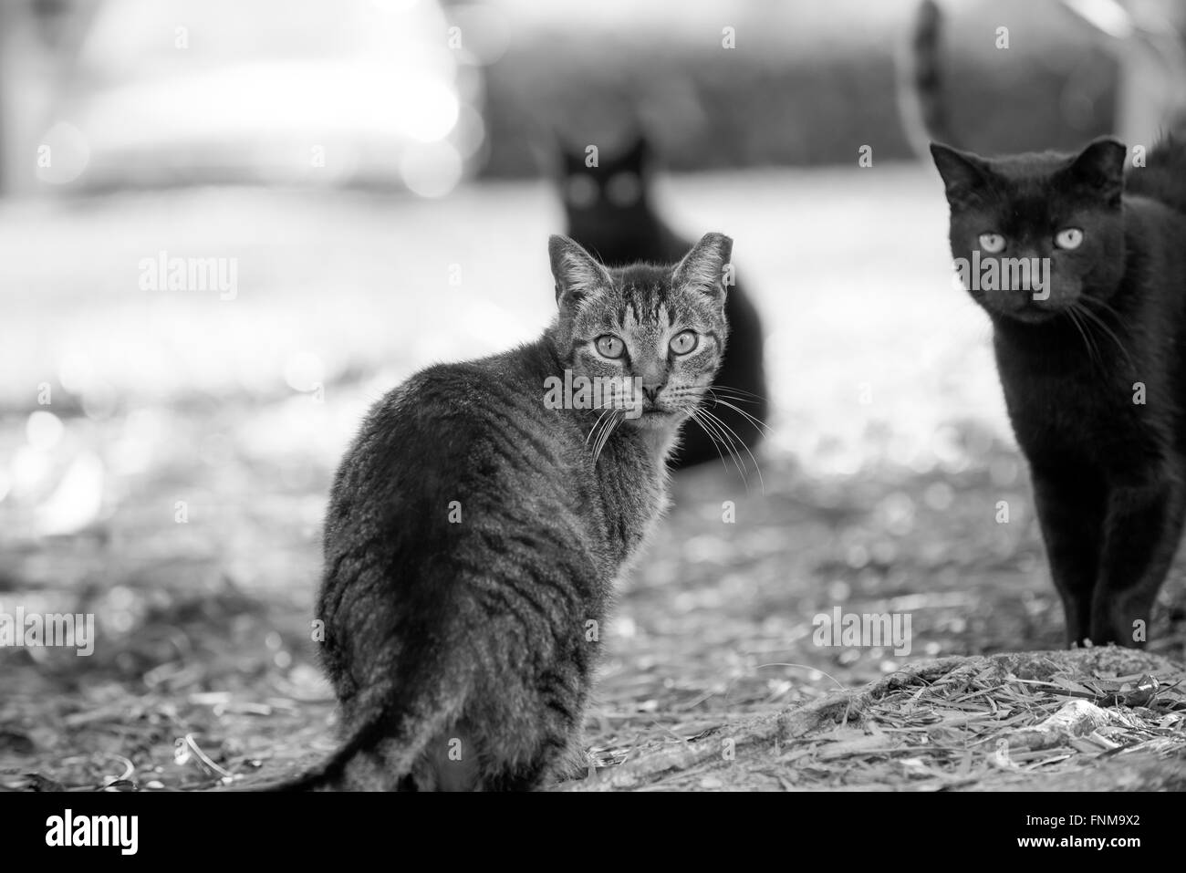 Feral cat on Palm Beach Island Stock Photo