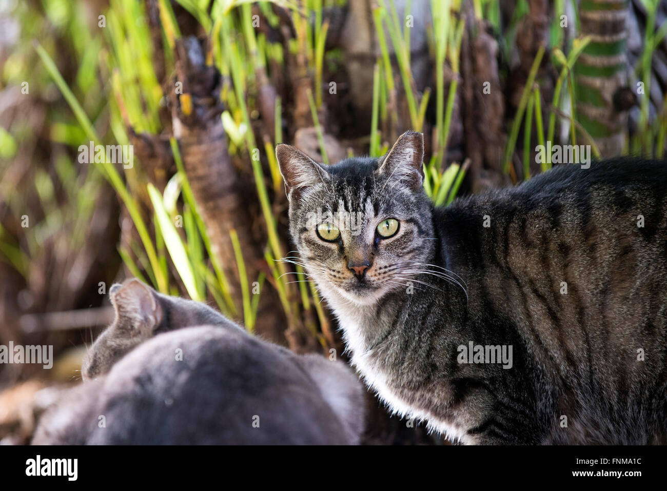 Feral cat on Palm Beach Island Stock Photo