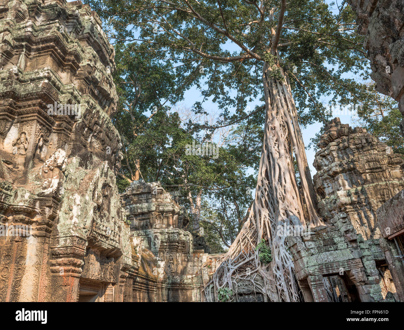 Huge Banyan tree or strangler fig, growing over the 12th Century  Ta Prohm Temple, Cambodia, built by King Jayavarman VII Stock Photo