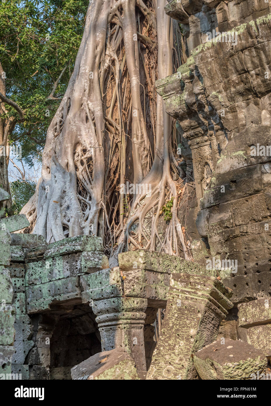 Huge Banyan tree or strangler fig, growing over the 12th Century Ta ProhmTemple, Cambodia, built by King Jayavarman VII Stock Photo