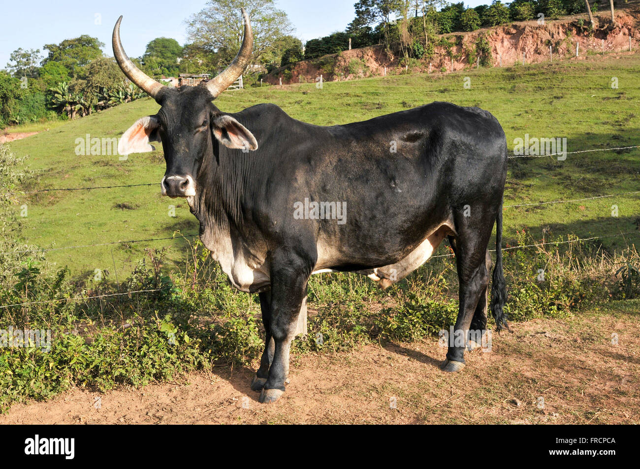 Ox Guzera used in bullock cart in rural Stock Photo