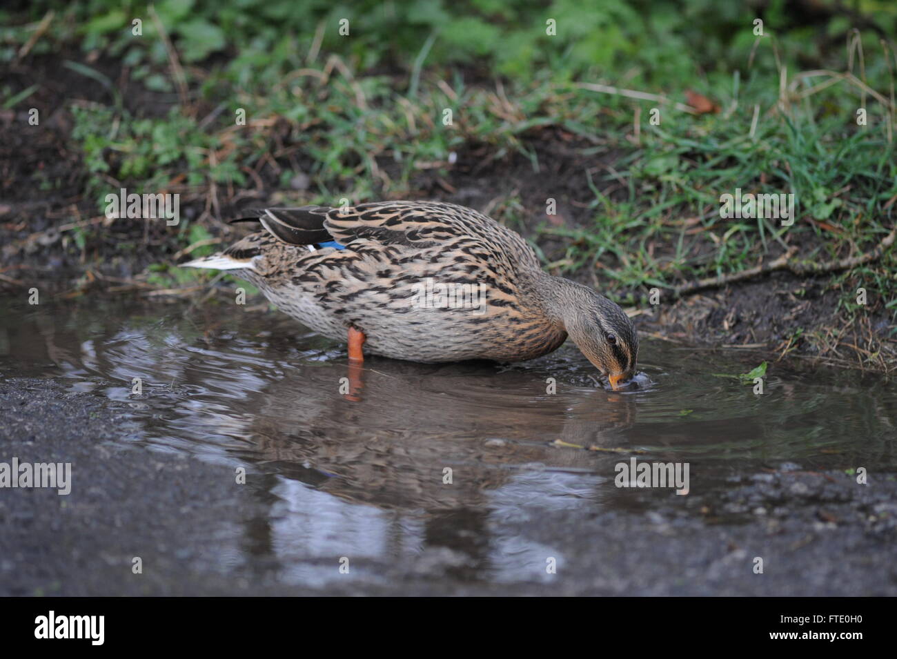 A duck enjoys a drink in a puddle left by rain during Storm Katie in York, North Yorkshire, UK. Stock Photo