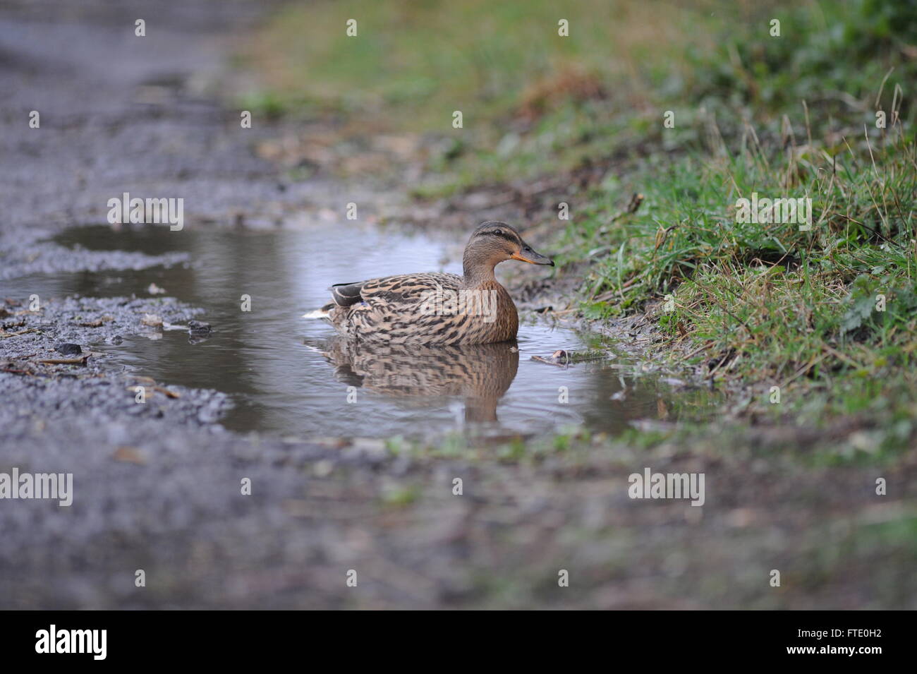 A duck enjoys a swim in a puddle left by rain during Storm Katie in York, North Yorkshire, UK. Stock Photo