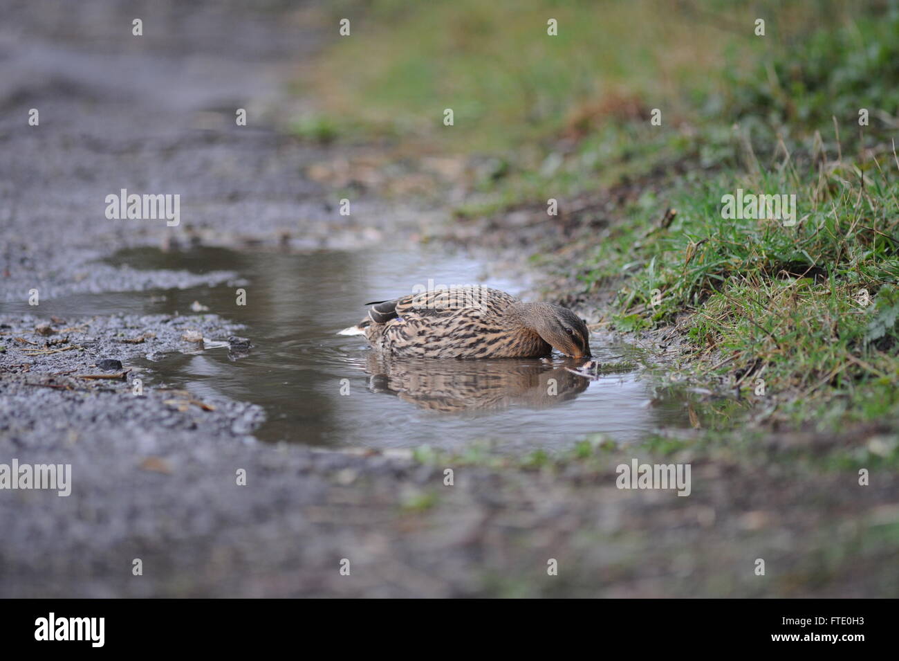 A duck enjoys a drink in a puddle left by rain during Storm Katie in York, North Yorkshire, UK. Stock Photo