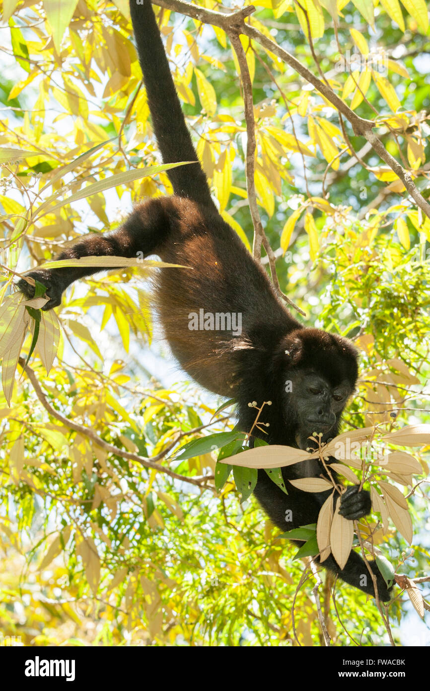 Howler monkey eating fruit in tree Stock Photo