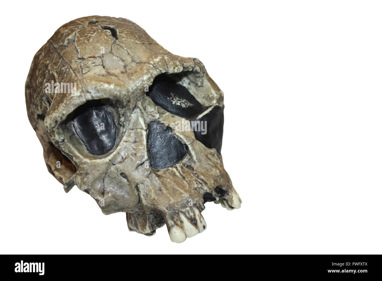 Homo habilis Skull KNM ER 1813 Stock Photo