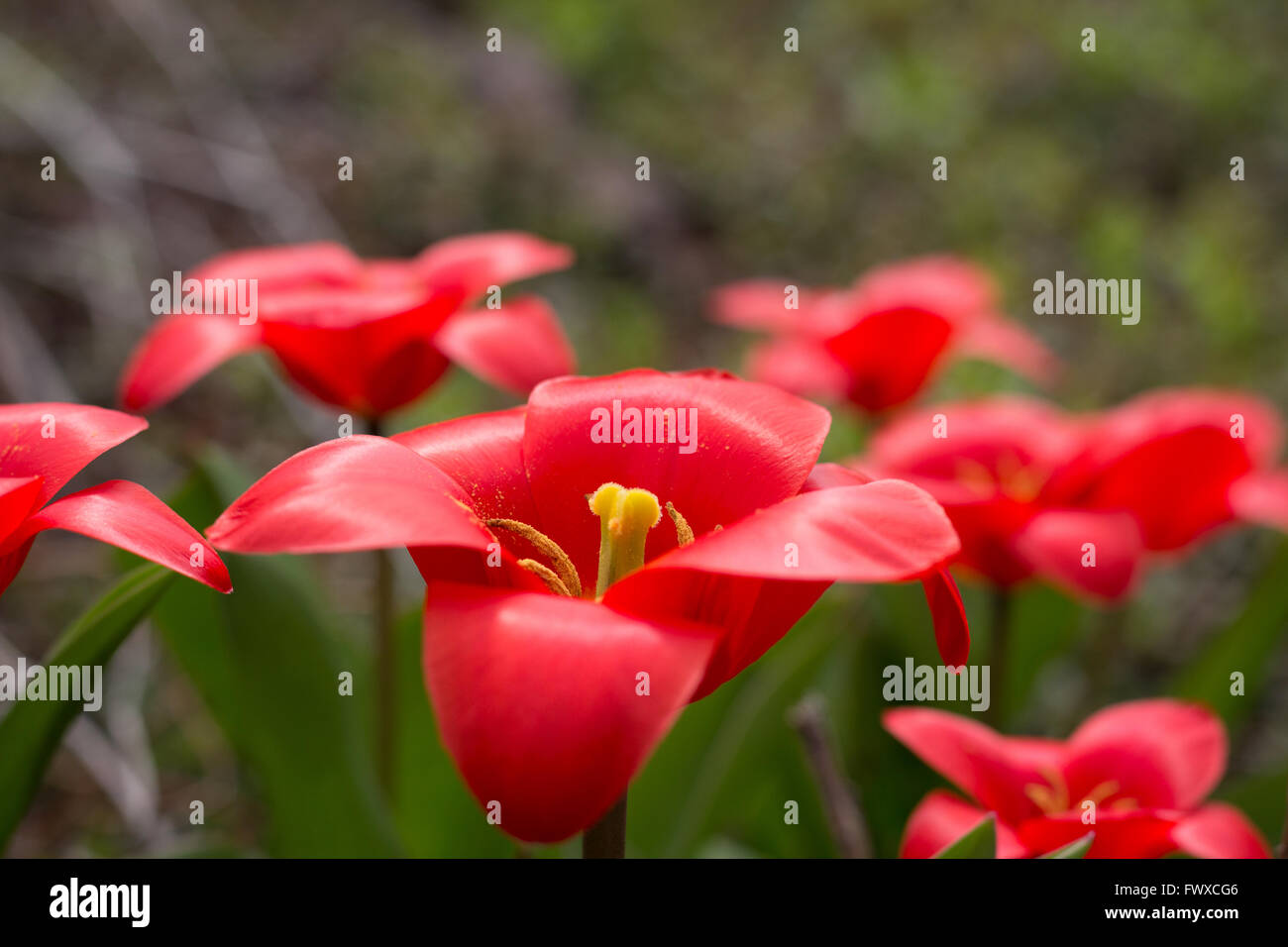 red lily flower - red lily hair flowers Stock Photo