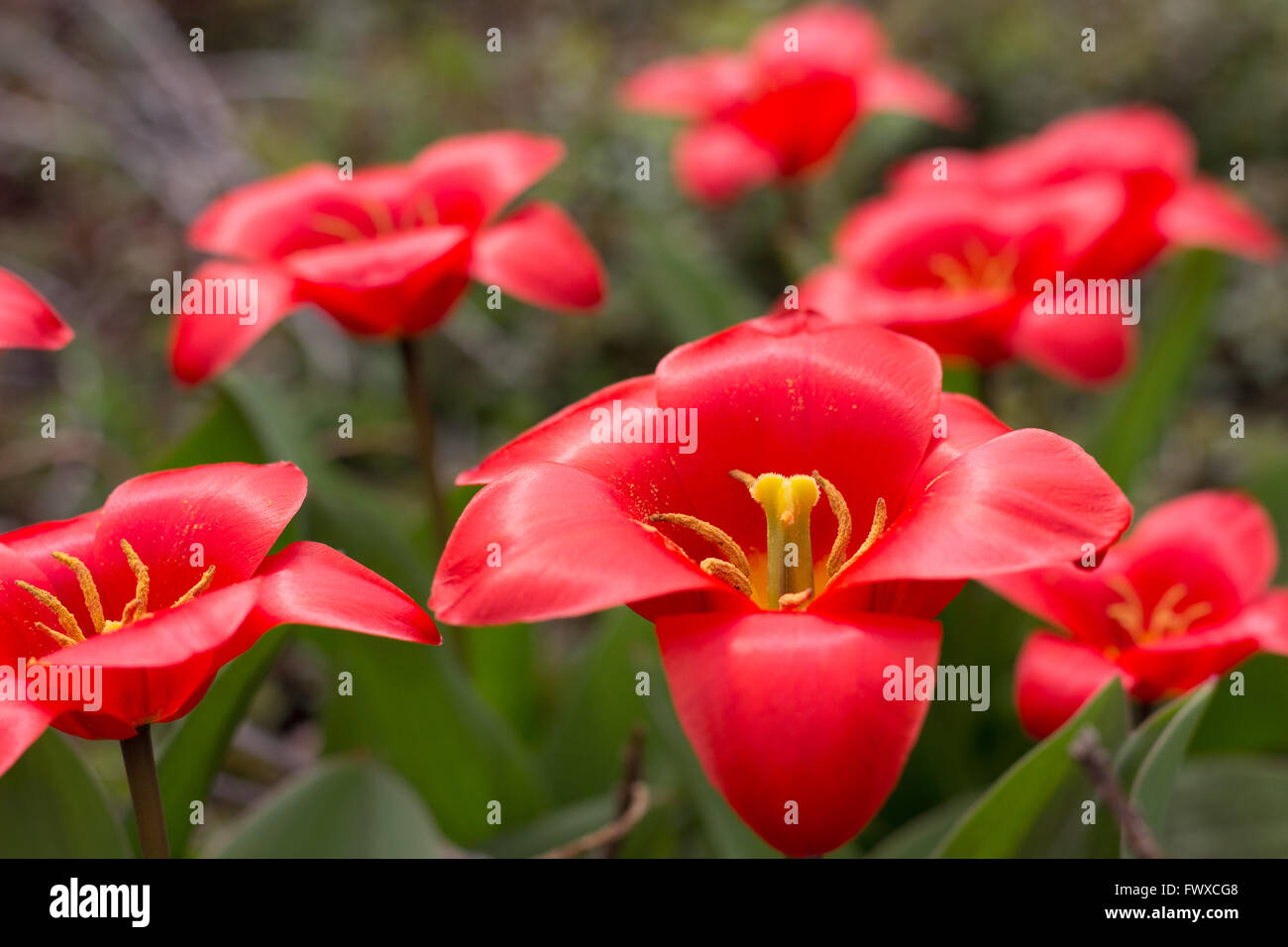 red lily flower - red lily hair flowers Stock Photo