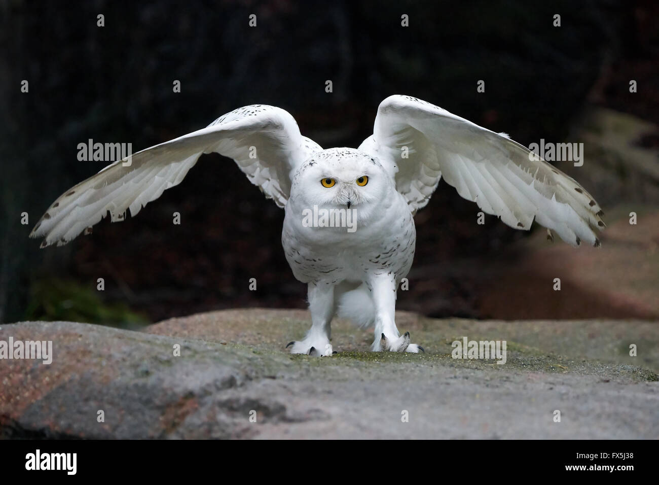 Snowy owl sitting on a rock with open wings Stock Photo