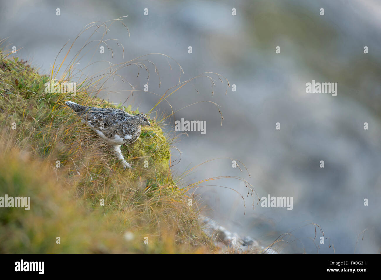 Rock Ptarmigan / Alpenschneehuhn ( Lagopus muta ), adult in brown summer garb, perfect camouflage in natural habitat. Stock Photo