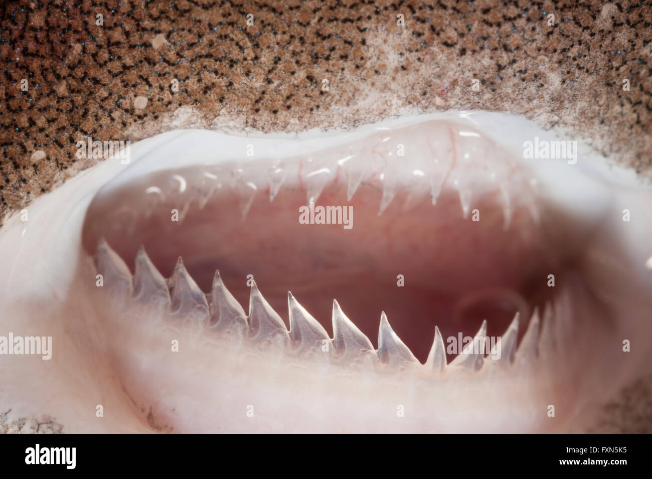 teeth of pygmy shark, Euprotomicrus bispinatus (c), one of the smallest species of sharks; this specimen about 15 cm, Hawaii Stock Photo