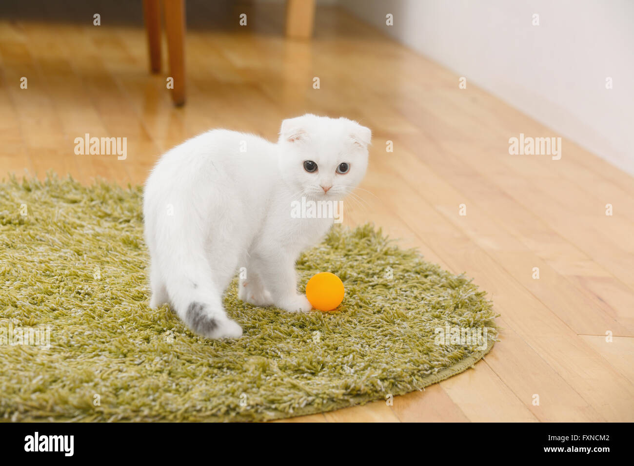 Scottish fold cat in the living room Stock Photo