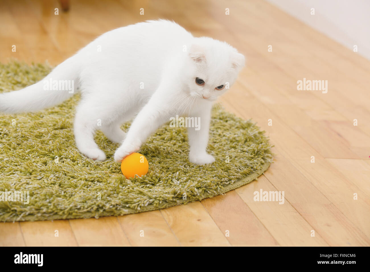 Scottish fold cat in the living room Stock Photo