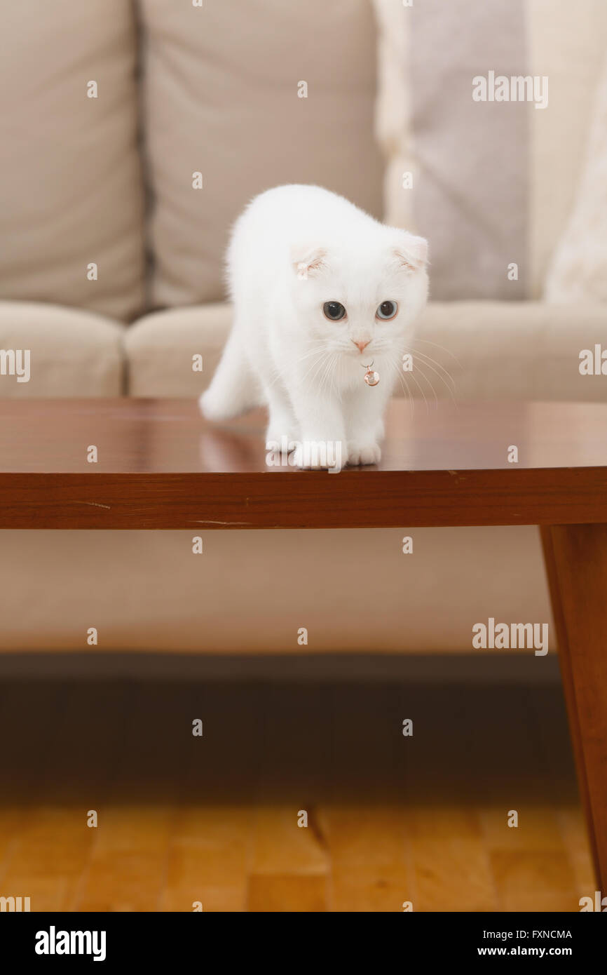 Scottish fold cat in the living room Stock Photo