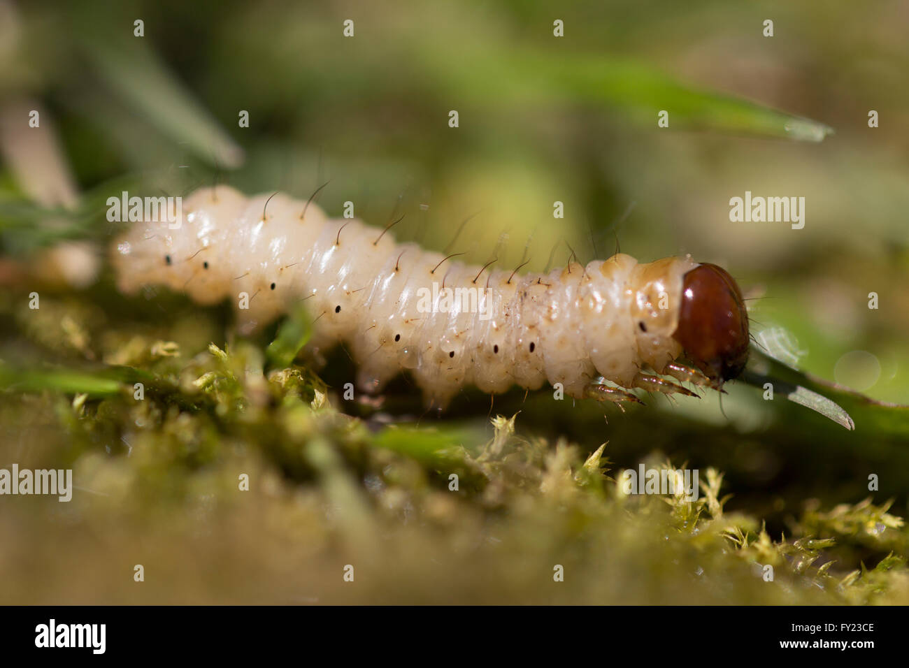 Chafer grub Stock Photo