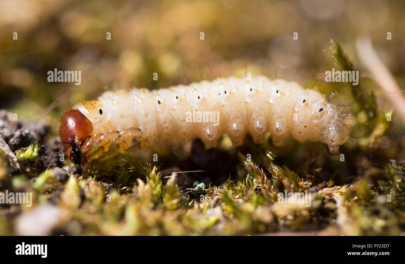 Chafer grub Stock Photo