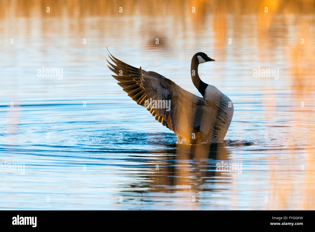 View of a Canada goose, through sunlit reeds Stock Photo