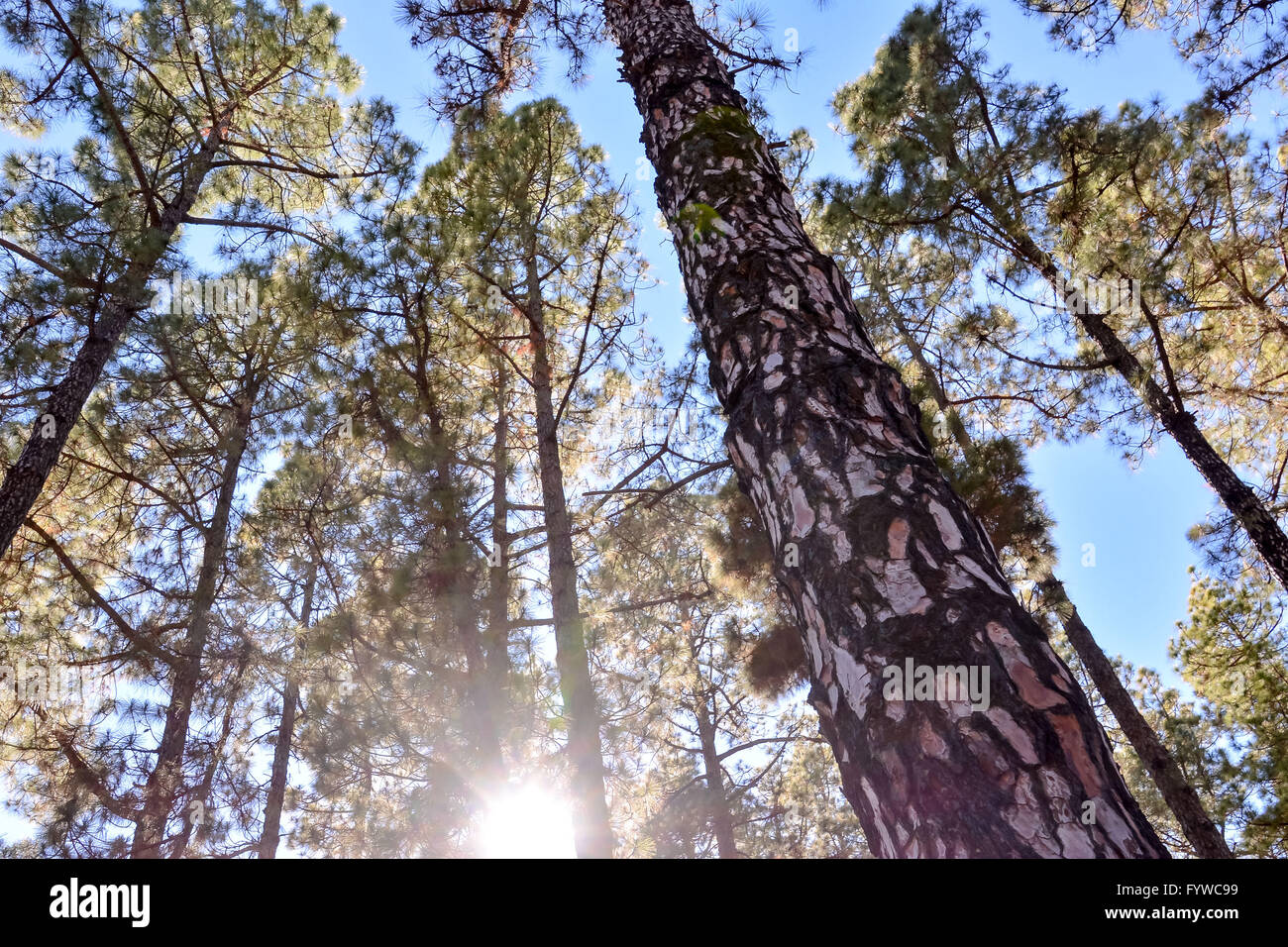 Pine Tree View Stock Photo