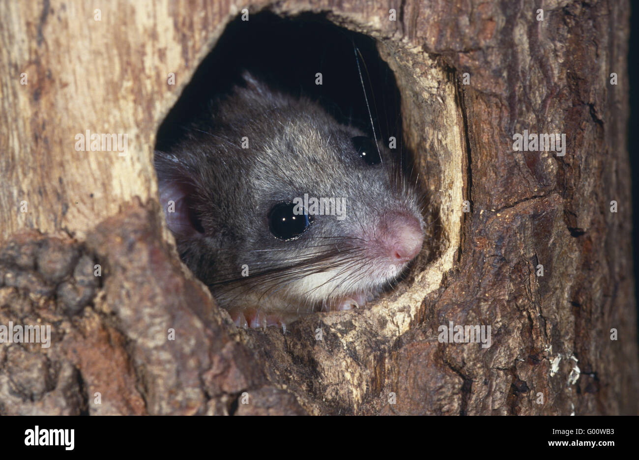 Fat Dormouse Stock Photo