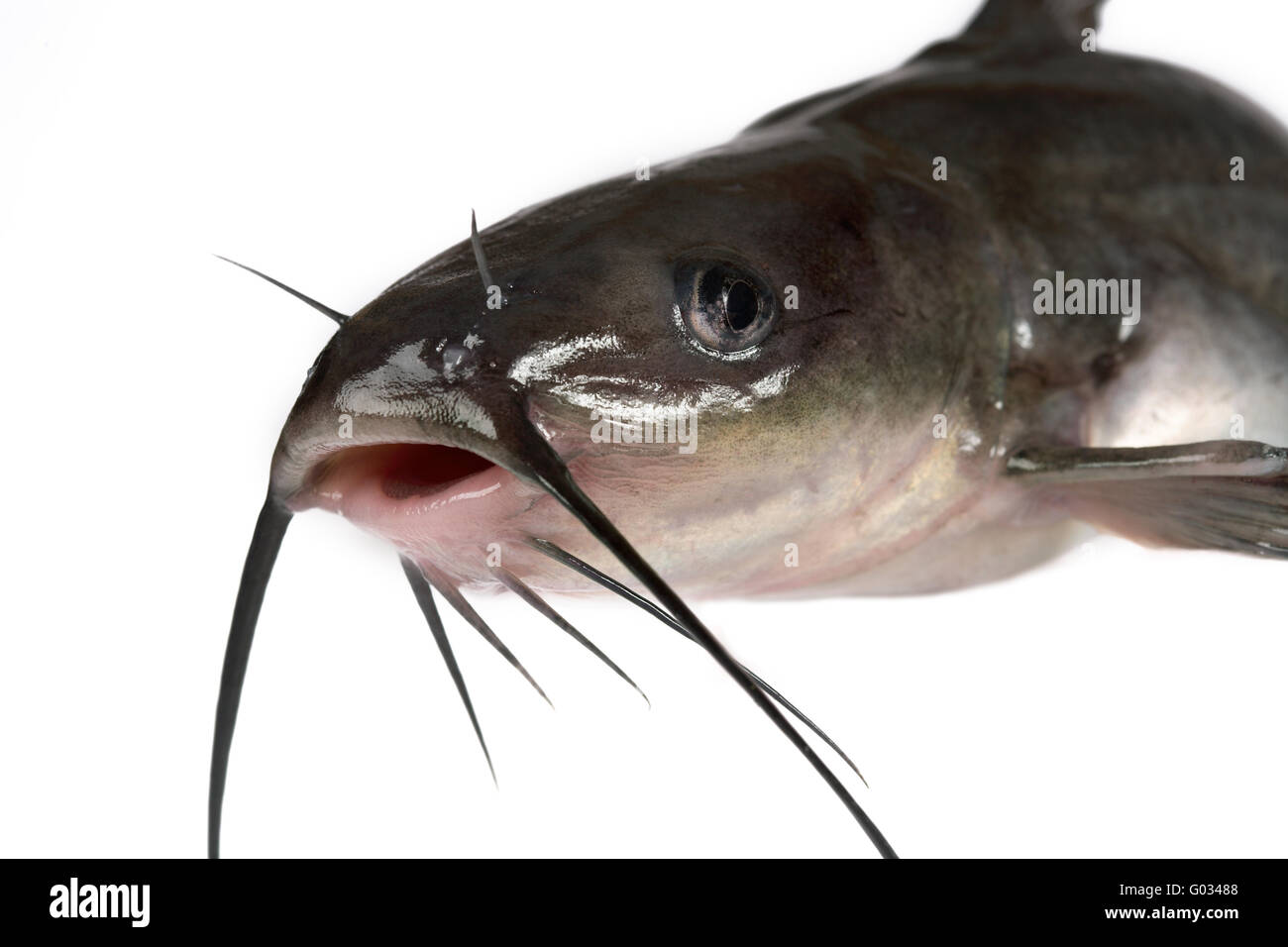 Channel catfish Stock Photo