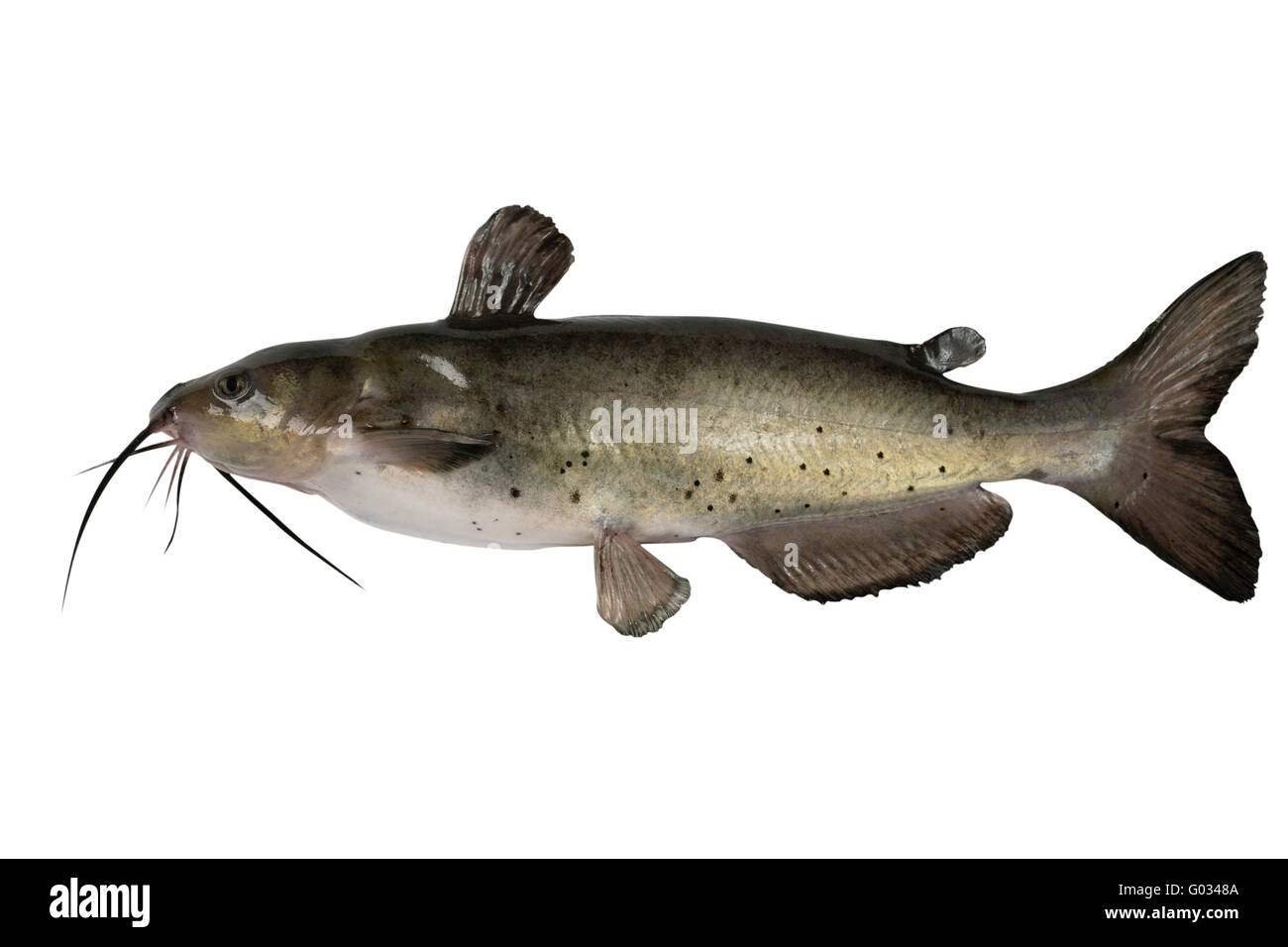 Channel catfish Stock Photo