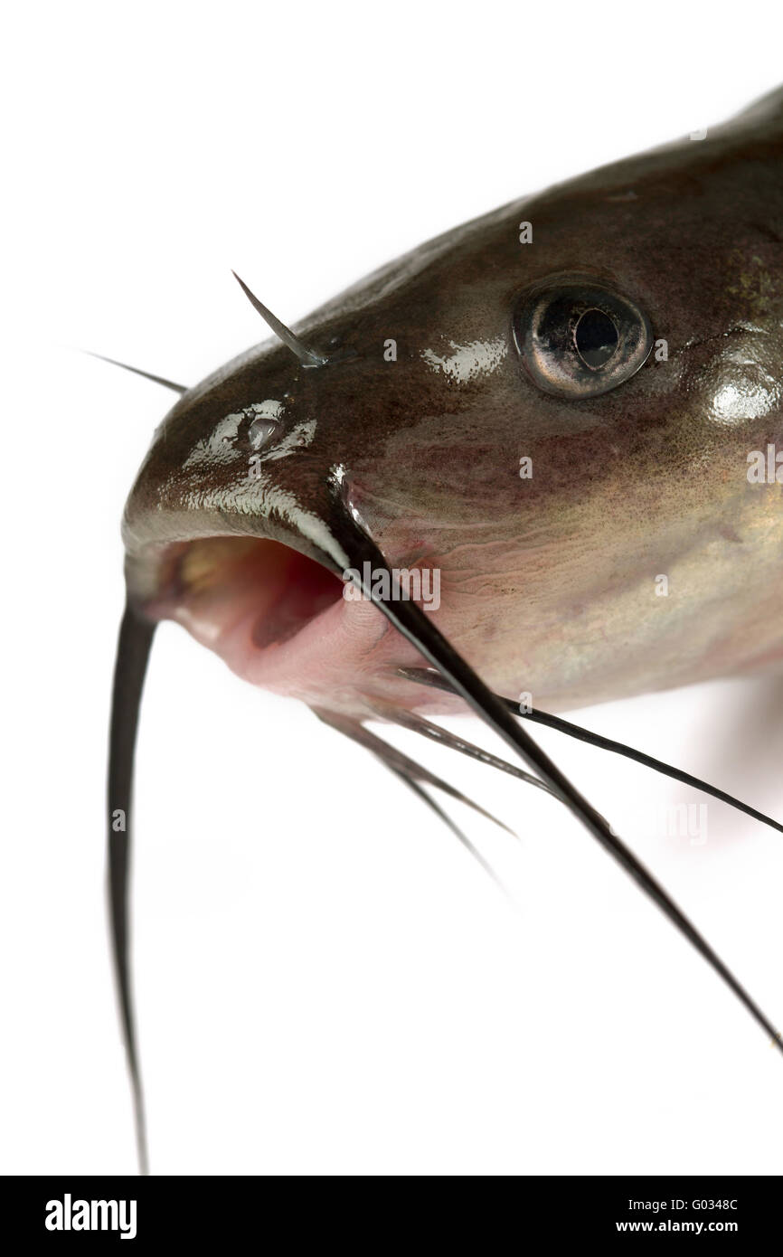 Channel catfish Stock Photo