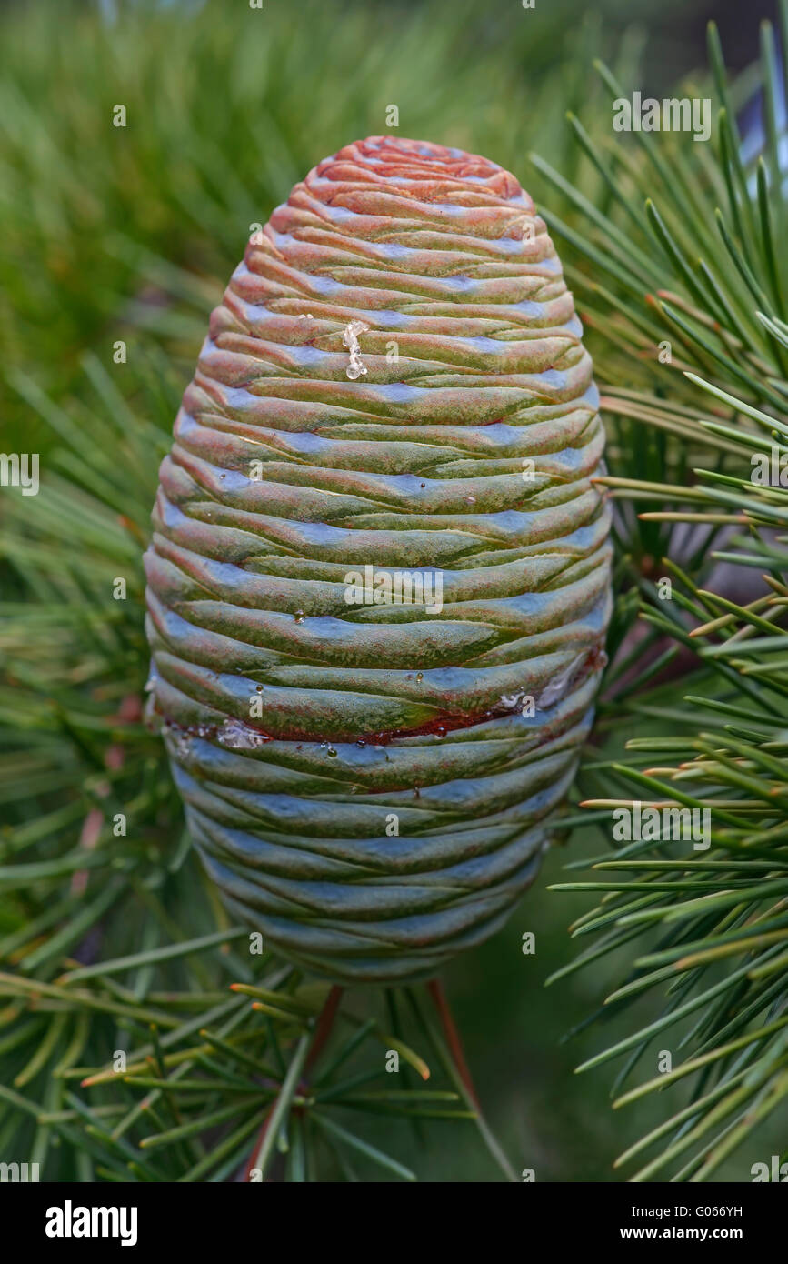 Deodar cedar cone Stock Photo