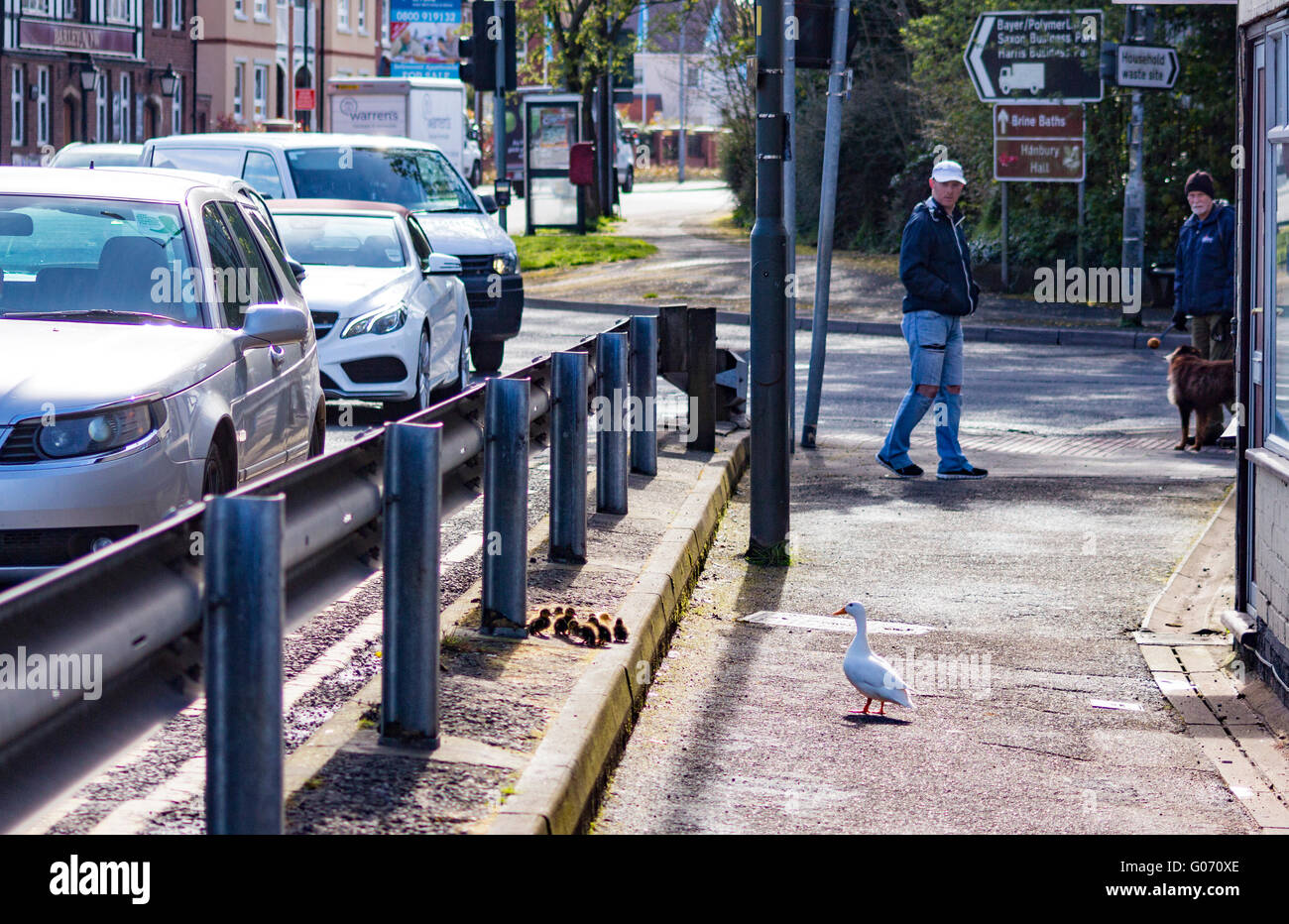 Droitwich, Worcester. England, mOther duck takes chicks accross  busy road during the Boat Festival as boats arrive for the event Stock Photo