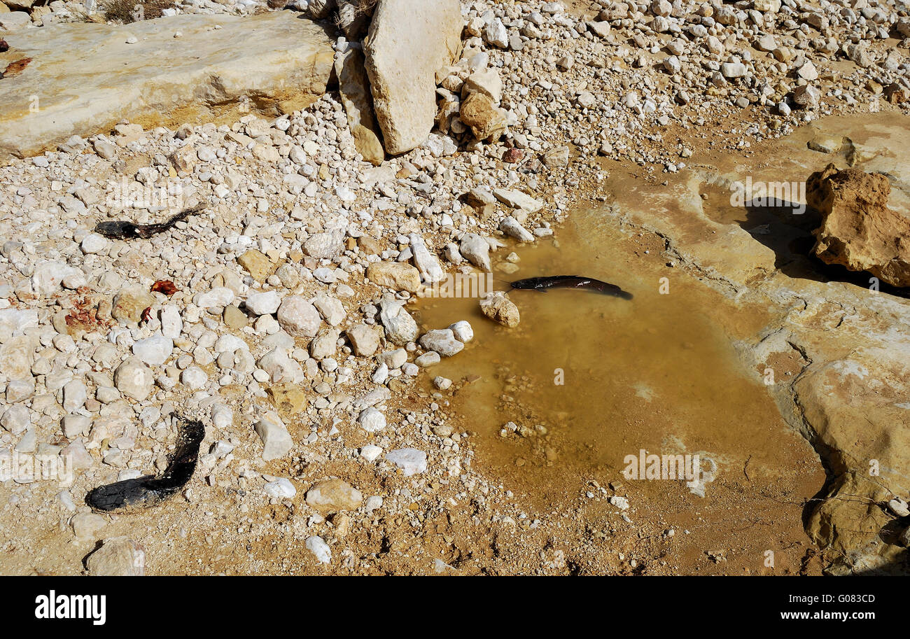 The died catfish in the dried up channel of the river. Stock Photo