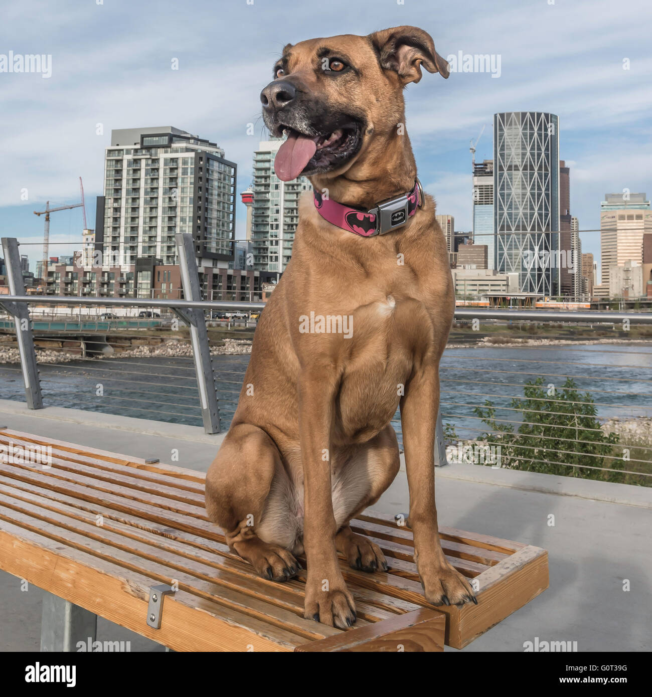 Shepherd/boxer cross, portrait, mixed breed, East Village, Calgary, Alberta, Canada Stock Photo