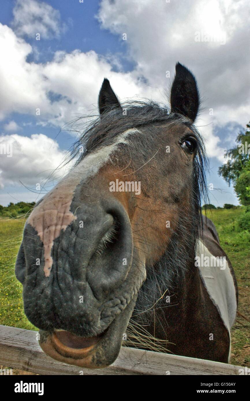 Beautiful horse Stock Photo