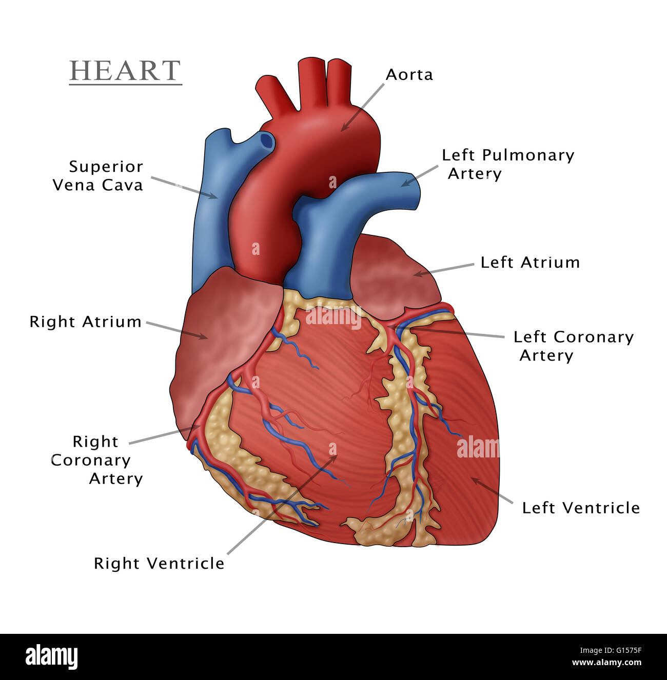 Illustration of the human heart Stock Photo - Alamy