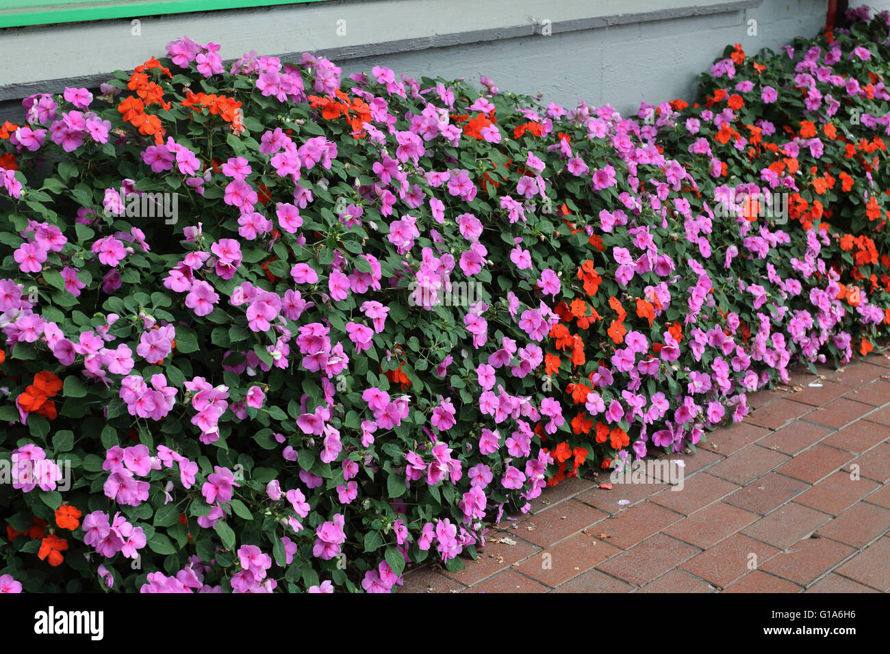 Mixed colours of Impatiens walleriana in full bloom Stock Photo