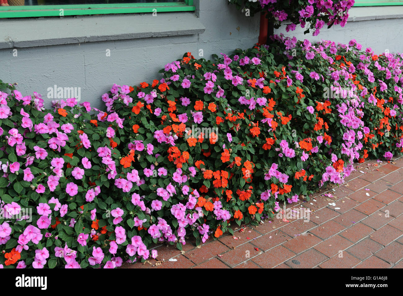 Mixed colours of Impatiens walleriana in full bloom Stock Photo